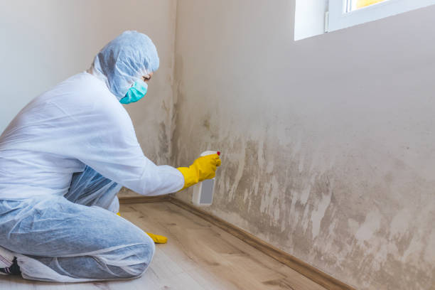 Licensed Commercial Mold Remediation service in Nashville, IL - 24 Hour Mold Removal